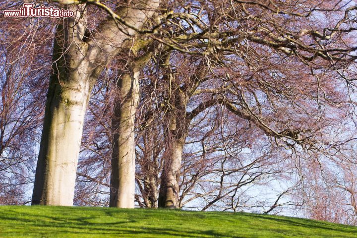 Immagine Grandi alberi nel parco del Giardino Botanico Reale di Edimburgo