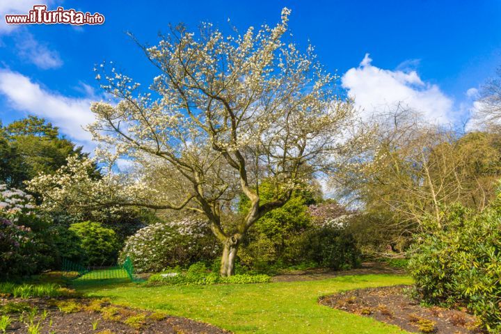 Immagine Il giardino Botanico Reale di Edimburgo in una splendida giornata di sole in Scozia