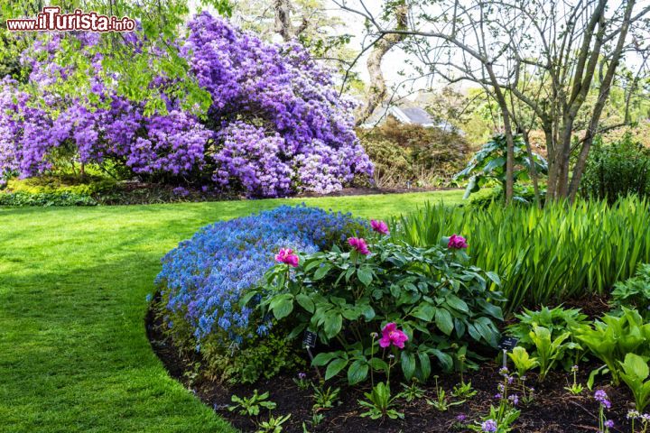 Immagine Il momento della fioritura primaverile ai Roya Botanical Gardens di Edimburgo