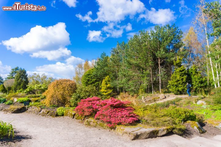 Immagine La visita al Royal Botanic garden di Edimburgo in primavera, durante il momento della fioritura