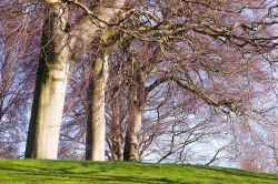 Grandi alberi nel parco del Giardino Botanico Reale di Edimburgo