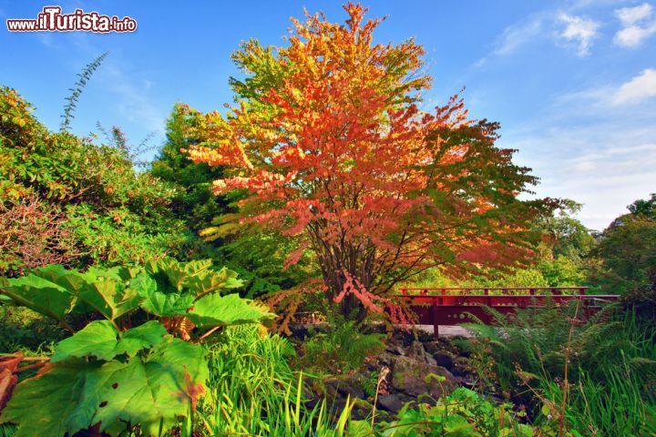 Immagine Il ponte di legno nel giardino cinese dei  Royal Botanic Gardens di Edimburgo