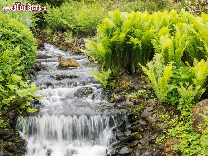 Immagine Ruscello e piante di felci al Giardino Botanico Reale di Edimburgo