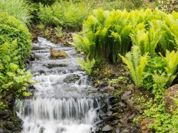 Ruscello e piante di felci al Giardino Botanico Reale di Edimburgo