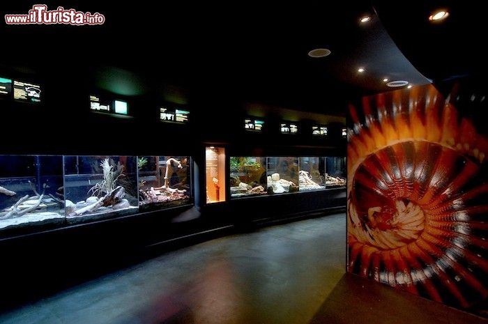 Immagine Il nuovo rettilario uno dei vanti del Bioparco di Roma