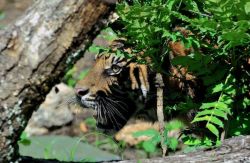 La tigre Kasih nel verde del Bioparco di Roma