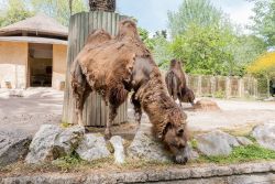 Un cammello al Bioparco di Roma