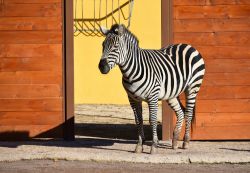 Una bella zebra in posa al Bioparco di Roma