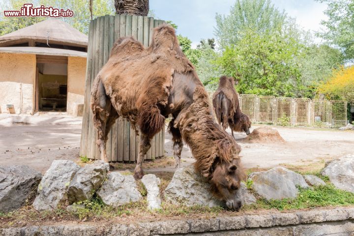 Immagine Un cammello al Bioparco di Roma