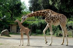 Mamma giraffa e cucciolo al Bioparco di Roma, l'ex zoo romano