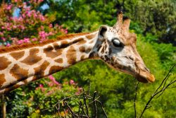 Una giraffa allo zoo di Roma