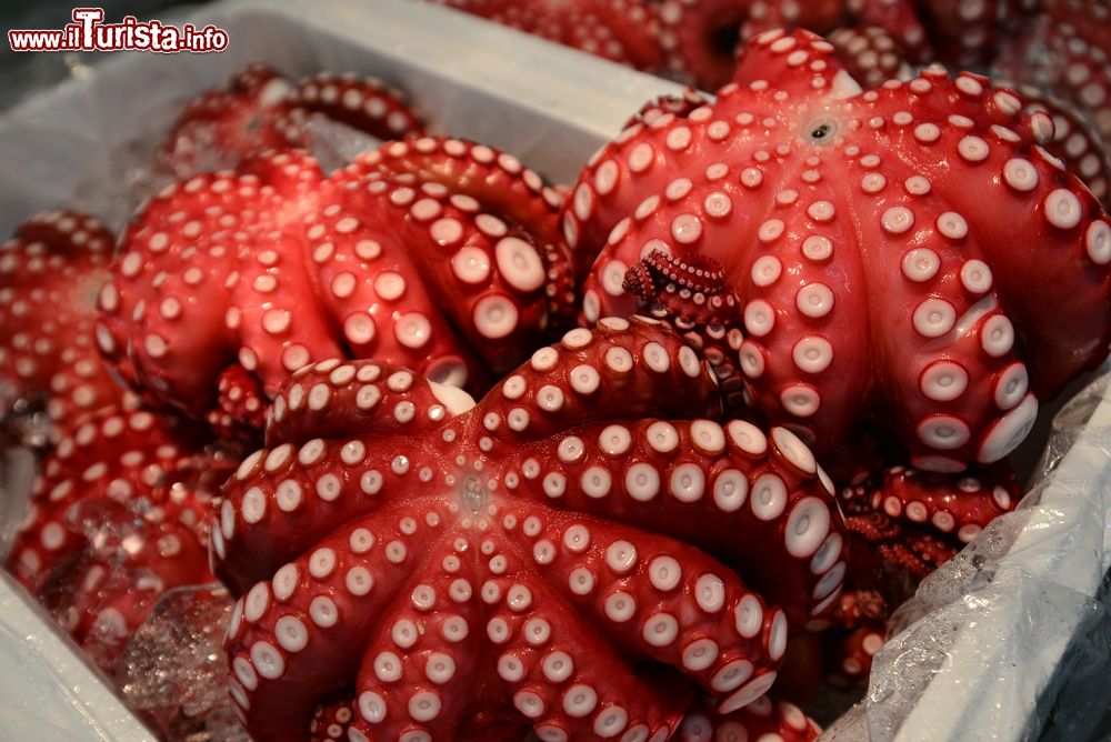 Immagine Grossi polpi esposti al Tsukiji fish market di Tokyo in Giappone