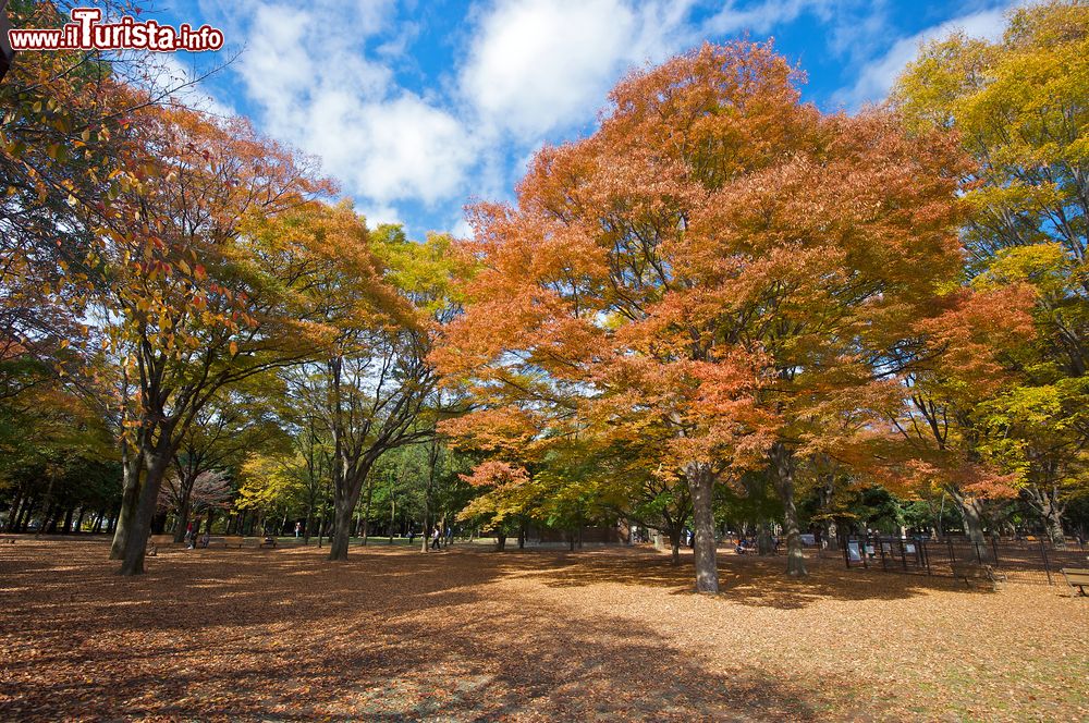 Immagine Alberi colorati  in autunno al Parco Yoyogi di Tokyo. La colorazione è resa ancora pià spettacolare dalle foglie di ginko-biloba