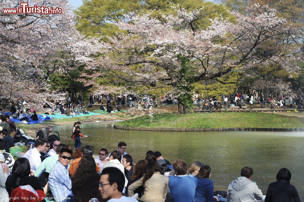 Immagine Cherry Blossom, il momento migliore per visitare Yoyogi Koen, il parco di Tokyo, è durante la fioritura dei ciliegi. - © Yury Zap / Shutterstock.com