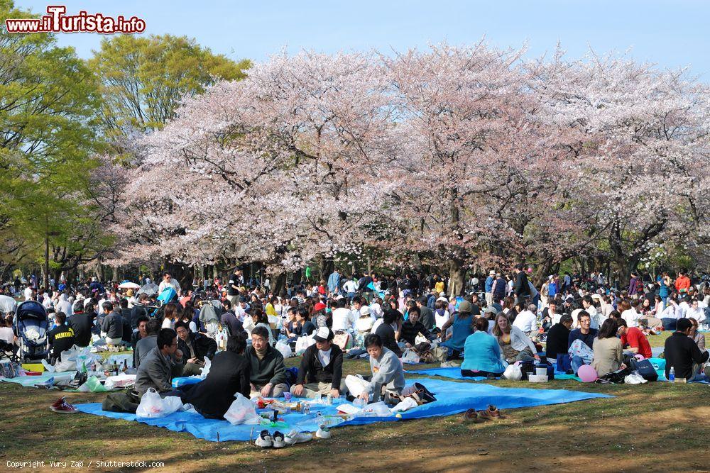 Immagine La fioritura dei ciliegi nel parco Yoyogi Koen di Tokyo - © Yury Zap / Shutterstock.com