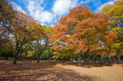 Alberi colorati  in autunno al Parco Yoyogi di Tokyo. La colorazione è resa ancora pià spettacolare dalle foglie di ginko-biloba