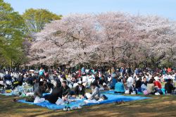 La fioritura dei ciliegi nel parco Yoyogi Koen di Tokyo - © Yury Zap / Shutterstock.com