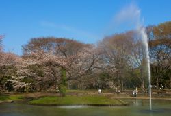 Turisti in visita al parco Yoyogi park, siamo a Shinjuku nella capitale Tokyo