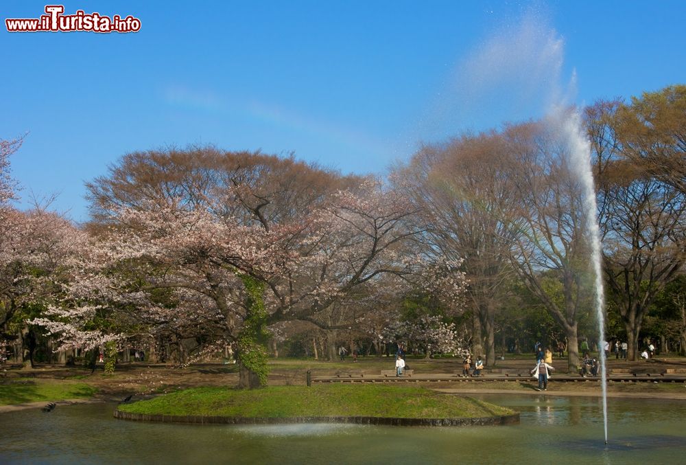 Immagine Turisti in visita al parco Yoyogi park, siamo a Shinjuku nella capitale Tokyo