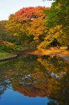 Il foliage a Tokyo: siamo dentro Yoyogi Koen, il parco del centro di Tokyo