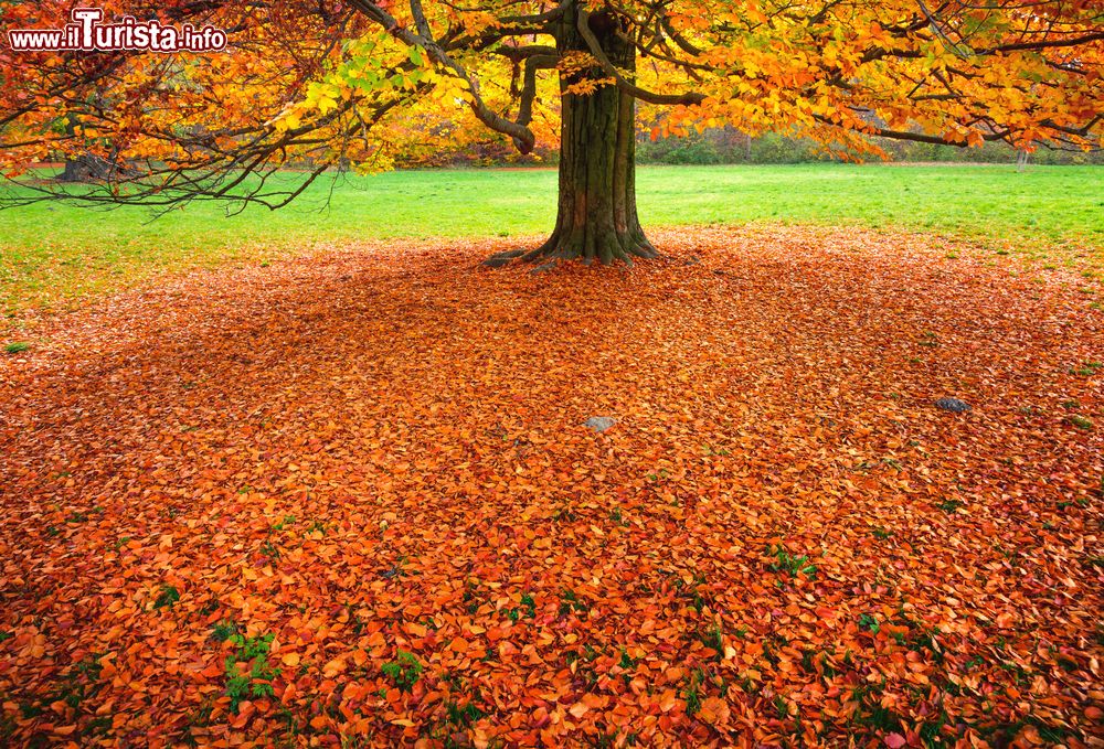 Immagine Autunno all'Englischer Garten, il foliage all'interno del giardino inglese di Monaco di Baviera