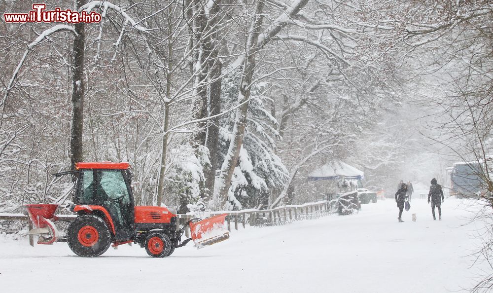 Immagine Una abbondante nevicata nel parco dell'Englischer Garten a Monaco di Baviera