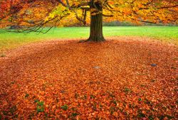 Autunno all'Englischer Garten, il foliage all'interno del giardino inglese di Monaco di Baviera