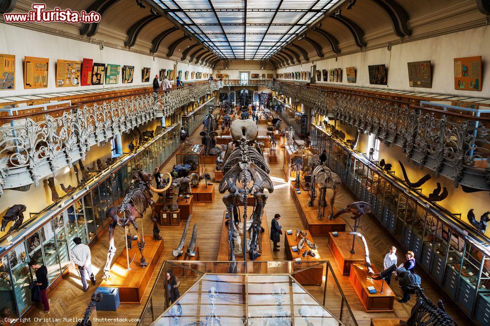 Immagine Dentro al Museo di Storia Naturale che fa parte del complesso dei Jardin des Plantes di Parigi - © Christian Mueller / Shutterstock.com