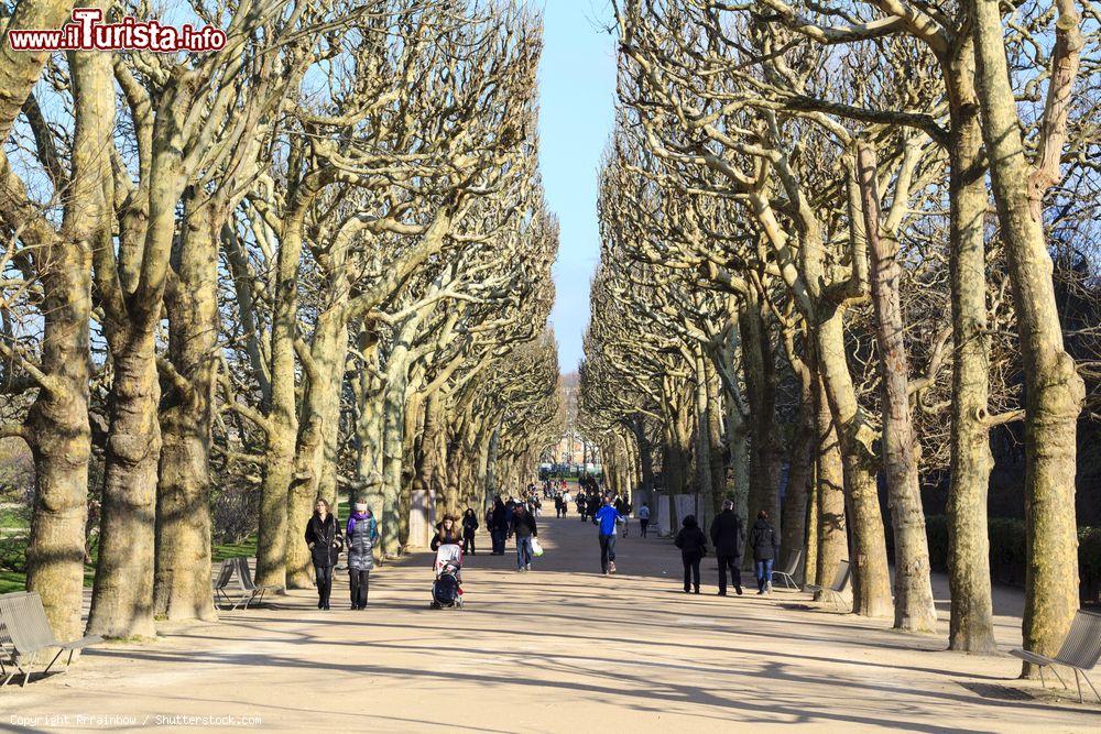 Immagine Gli alberi spogli del Jardin des Plantes in una giornata invernale a Parigi - © Rrrainbow / Shutterstock.com