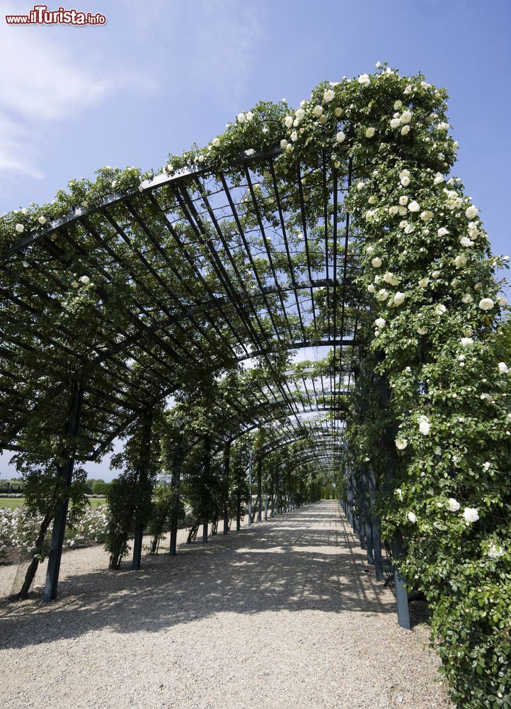 Immagine La Citroniera della Reggia di Venaria Reale