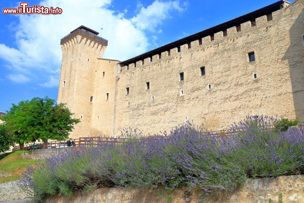 Immagine Fioritura di lavanda a fianco della Rocca Albornoziana di Spoleto (Umbria)