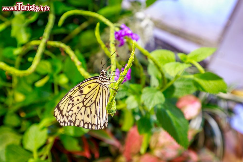 Immagine La sezione dedicata alle farfalle, il Butterfly Conservatory, nel nel museo Nazionale di Storia Naturale di Washington