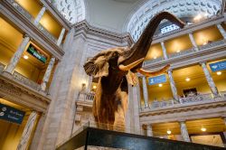 La hall principale del museo Smithsonian, il National Museum of Natural History a Washington D.C. - © Kamira / Shutterstock.com