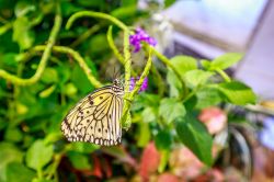 La sezione dedicata alle farfalle, il Butterfly Conservatory, nel nel museo Nazionale di Storia Naturale di Washington