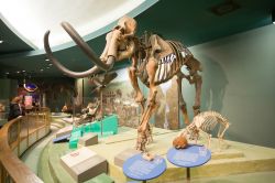 Scheletro di un mammoth esposto allo Smithsonian, il Museo Nazionale di Storia Naturale di Washington DC - © Tinnaporn Sathapornnanont / Shutterstock.com