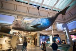 Un modello di balena esposto nel museo Nazionale di Storia Naturale di Washington DC. - © Tinnaporn Sathapornnanont / Shutterstock.com