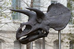 Un teschio di dinosauro all'esterno del National museum of Natural History di Washington