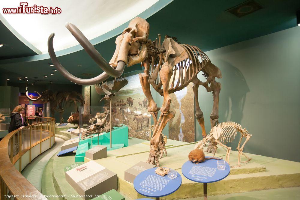 Immagine Scheletro di un mammoth esposto allo Smithsonian, il Museo Nazionale di Storia Naturale di Washington DC - © Tinnaporn Sathapornnanont / Shutterstock.com