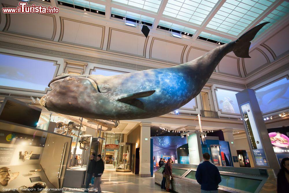 Immagine Un modello di balena esposto nel museo Nazionale di Storia Naturale di Washington DC. - © Tinnaporn Sathapornnanont / Shutterstock.com