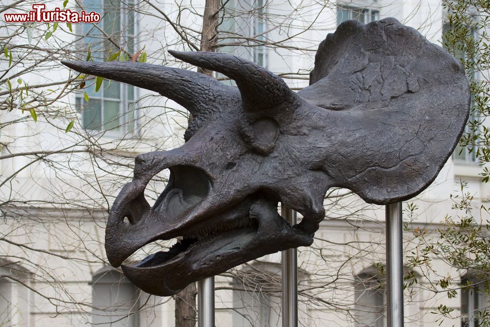 Immagine Un teschio di dinosauro all'esterno del National museum of Natural History di Washington