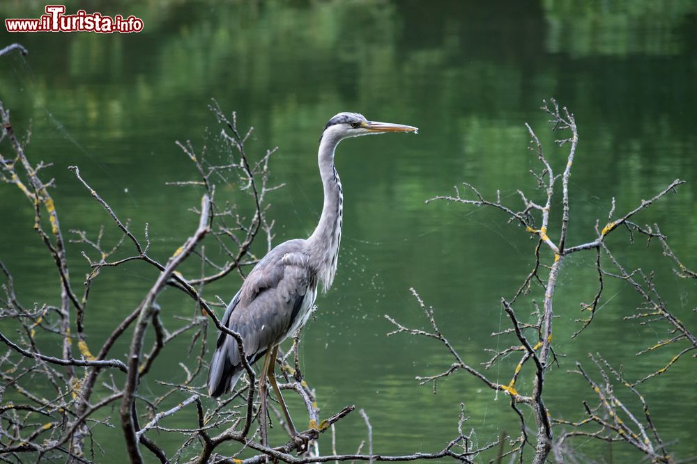 Immagine Un airone grigio tra i rami di un albero in riva al laghetto del Parco Maksimir di Zagabria (Croazia).