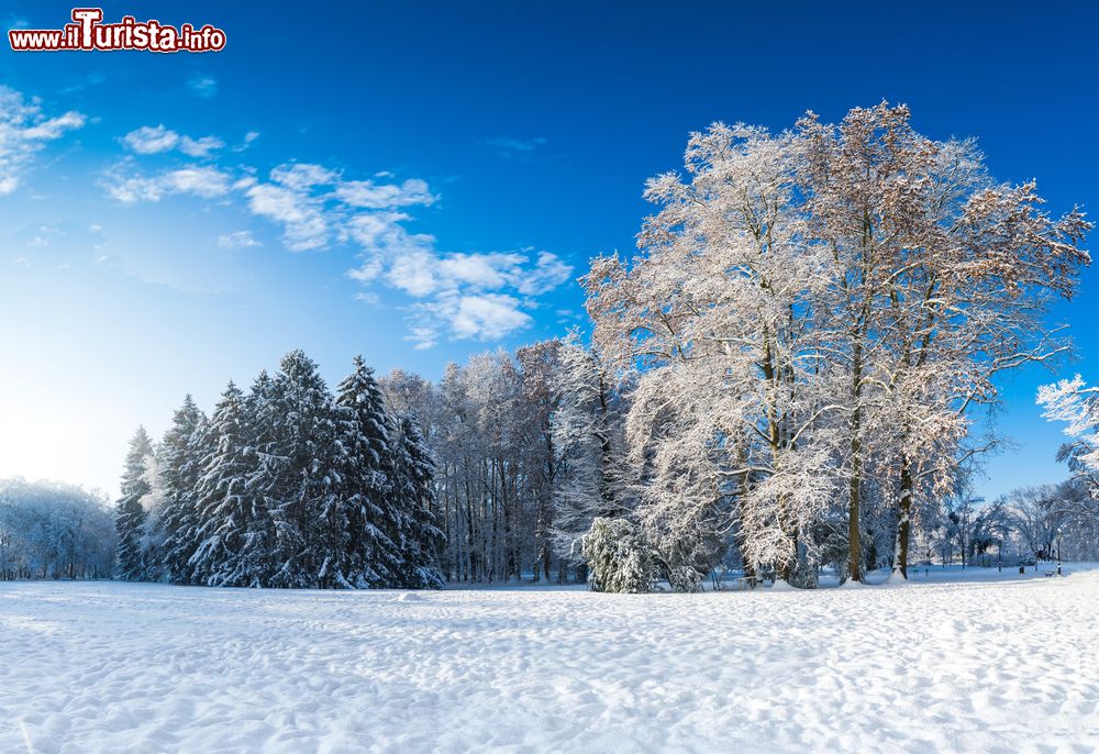 Immagine Una suggestiva fotografia invernale degli alberi innevati nel Parco Maksimir di Zagabria (Croazia).