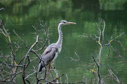 Un airone grigio tra i rami di un albero in riva al laghetto del Parco Maksimir di Zagabria (Croazia).