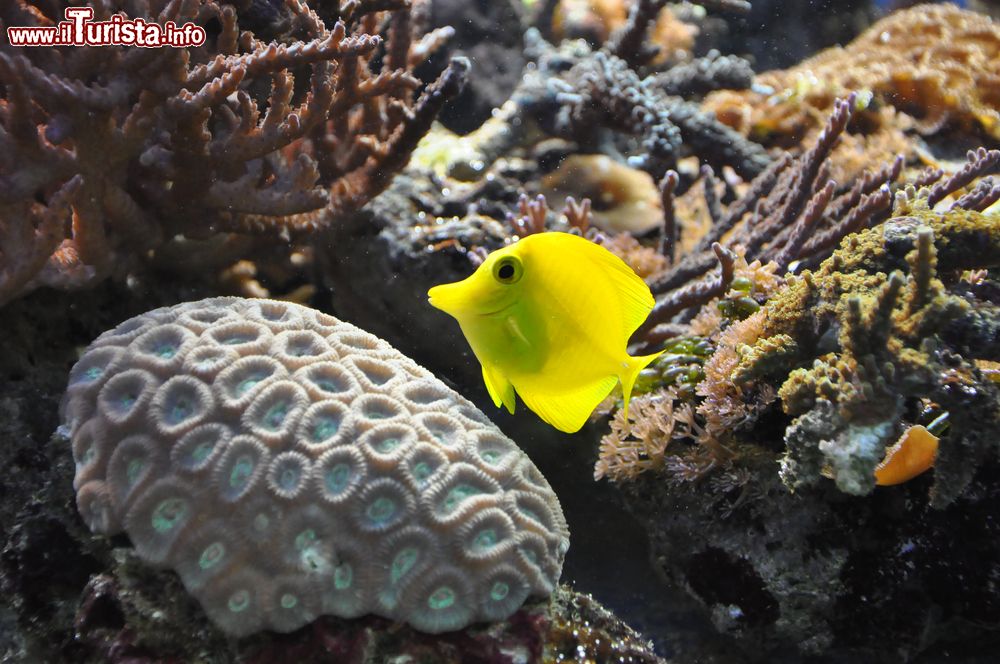 Immagine Dettaglio pesci vasca Sealife Aquarium di Londra