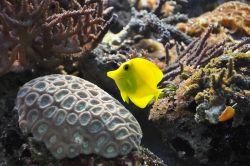 Dettaglio pesci vasca Sealife Aquarium di Londra