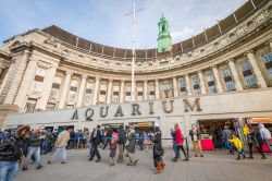 L'Acquario Sea Life  di Londra, dentro ...