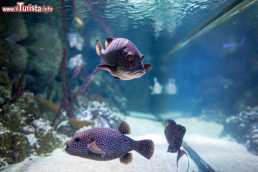 Immagine Pesci esotici nelle vasche dell'acquario Sea Life di Londra