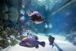 Pesci esotici nelle vasche dell'acquario Sea Life di Londra