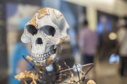Lo scheletro di Lucy, l'esemplare di Australopithecus afarensis, progenitore della specie umana esposto al Museo Archeologico di Madrid - © Juan Aunion / Shutterstock.com