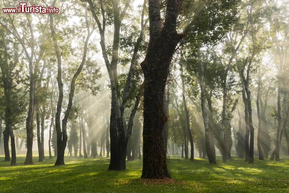 Immagine La luce del sole filtra tra i rami degli alberi nel parco Bundek di Zagabria, uno dei più grandi e belli della capitale croata.